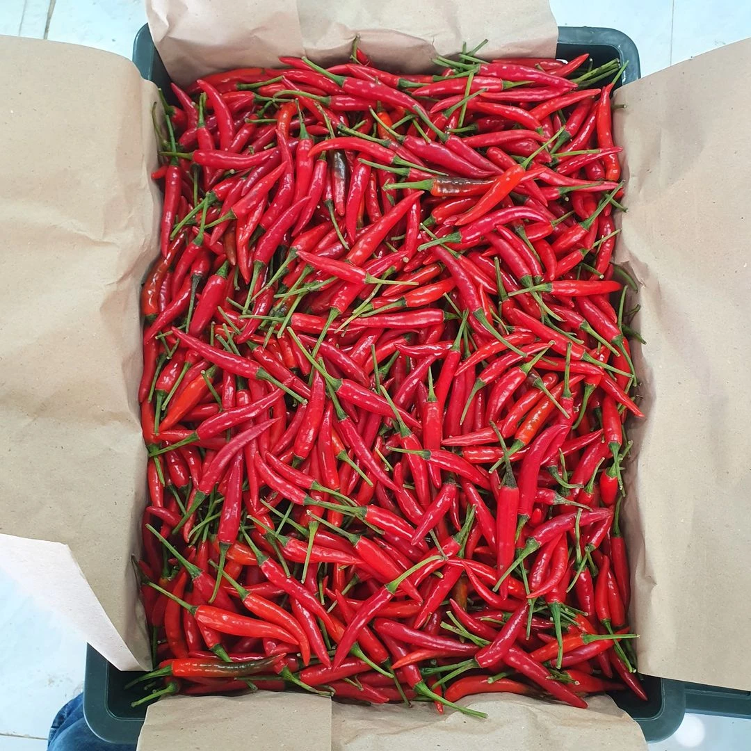 SpiceFarm Grade A Sun Dried Dried Red Chillies - Extra Large (2kg) - Pack