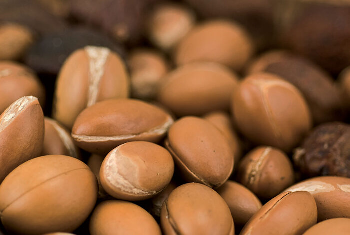 Farm Fresh Grade A Organic Raw Shea Nuts - Medium (500g)