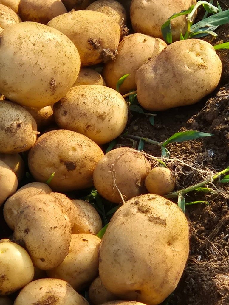 Organic Valley Organic Dried Fresh Irish Potatoes - Medium (500g)