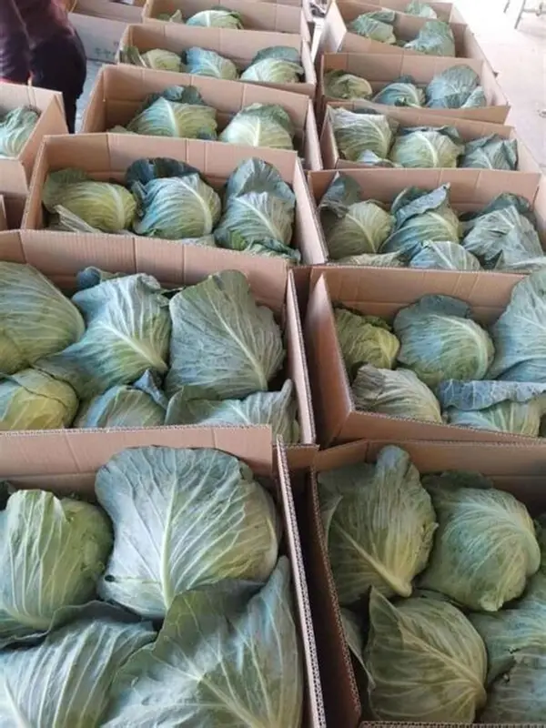 Premium Produce Grade B Fresh Green Cabbage - Large (1kg)