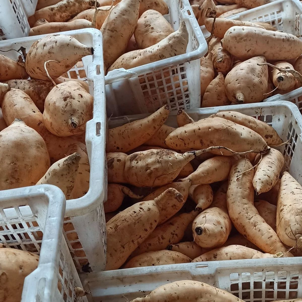 FarmMaster Organic Dried Fresh Sweet Potatoes - Large (1kg)