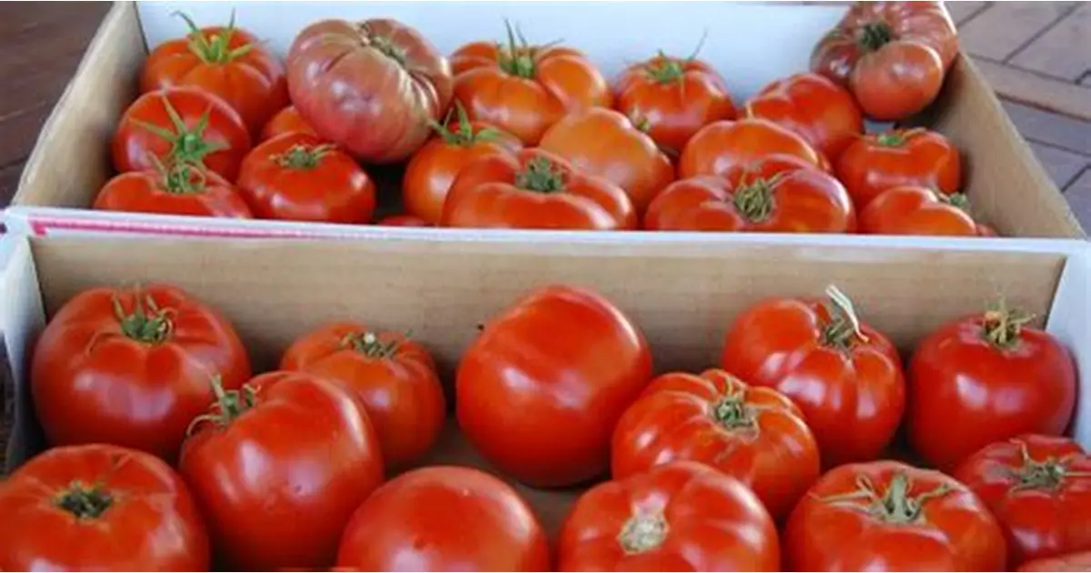 Premium Produce Grade A Premium Dried Fresh Tomatoes - Extra Large (2kg)