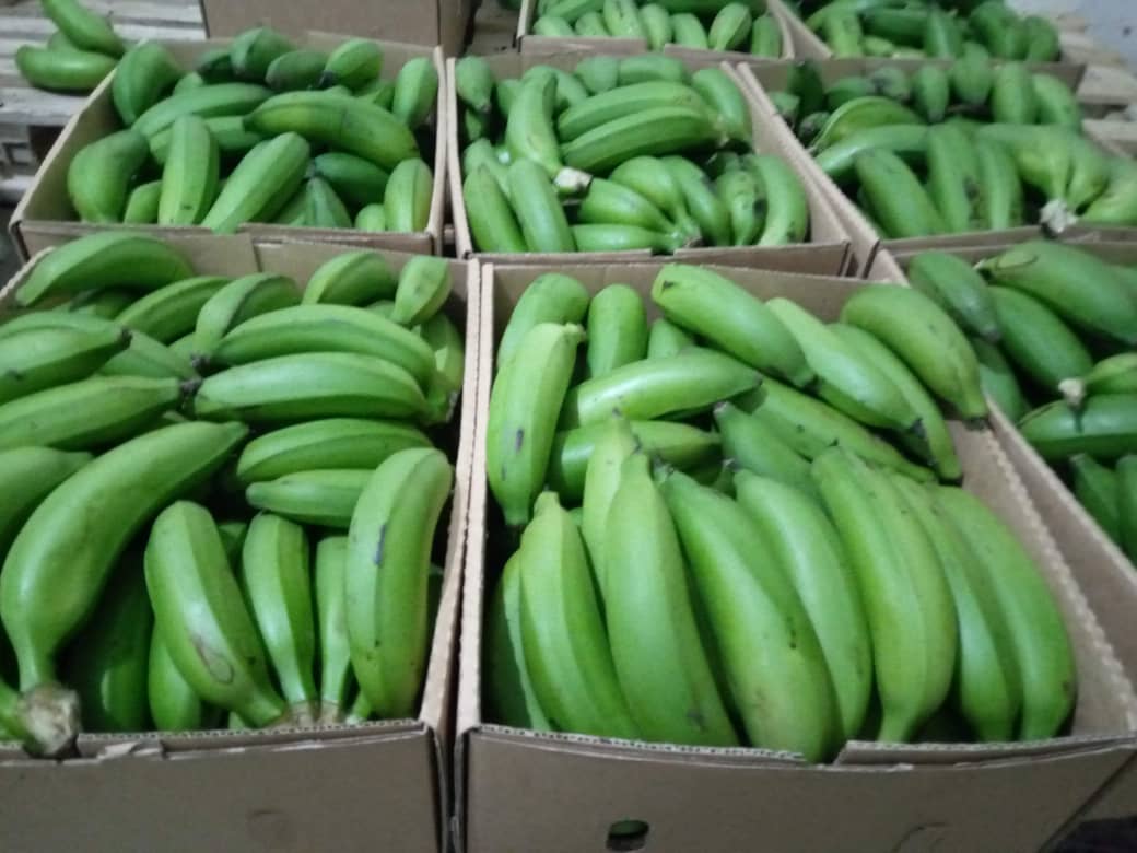 Harvest Direct Organic Farm Fresh Fresh Bananas - Medium (500g)