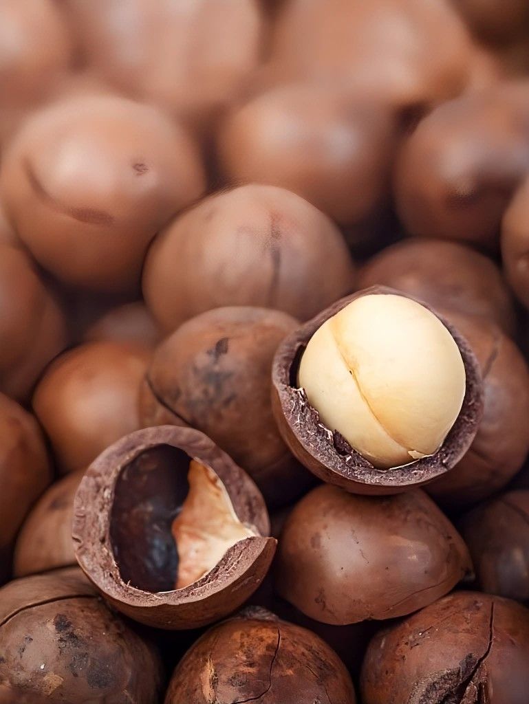 Premium Nuts Grade B Farm Fresh Raw Shea Nuts - Medium (500g)