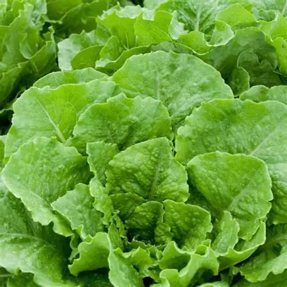 Premium Produce Grade B Dried Iceberg Lettuce - Large (1kg)