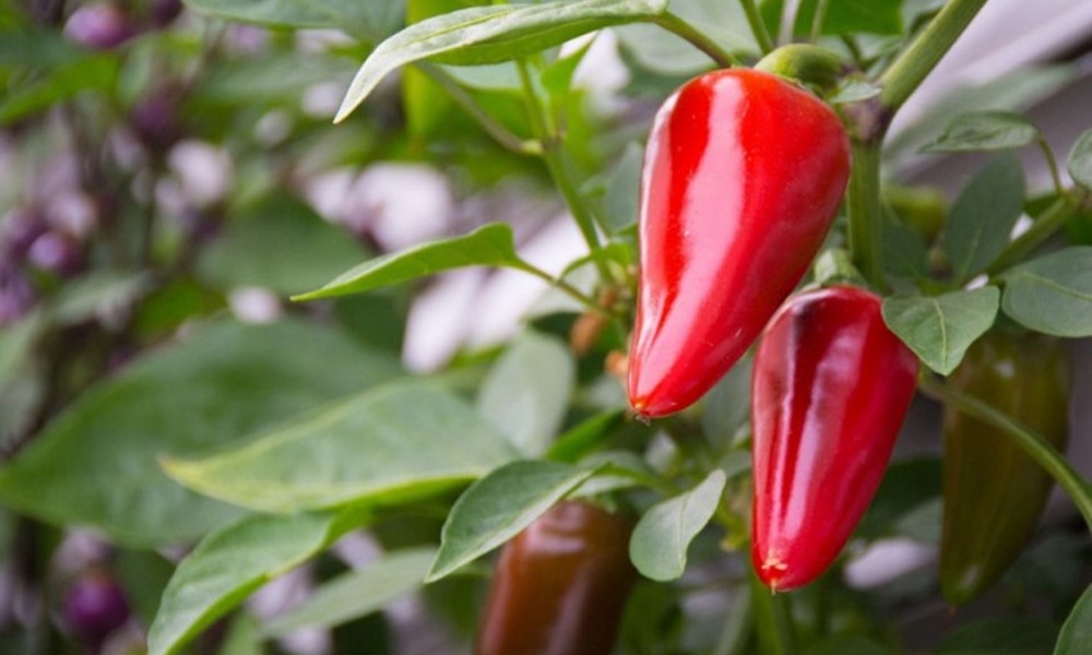 Premium Spice Organic Fresh Bird's Eye Chillies - Large (1kg) - Bulk