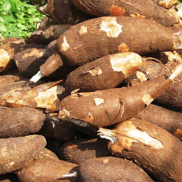 FarmMaster Organic Premium Fresh Cassava - Extra Large (2kg)