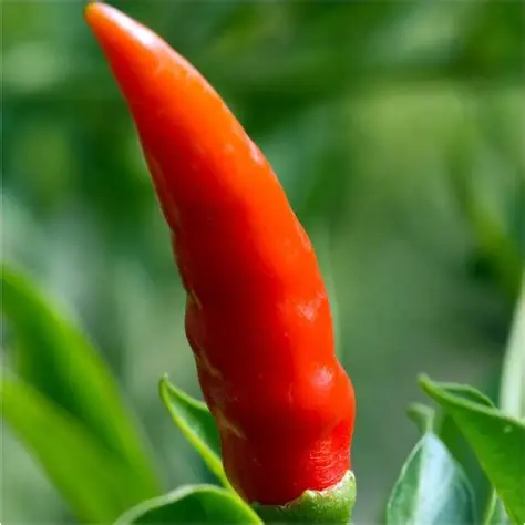 SpiceFarm Grade A Organic Red Chillies - Large (1kg) - Loose