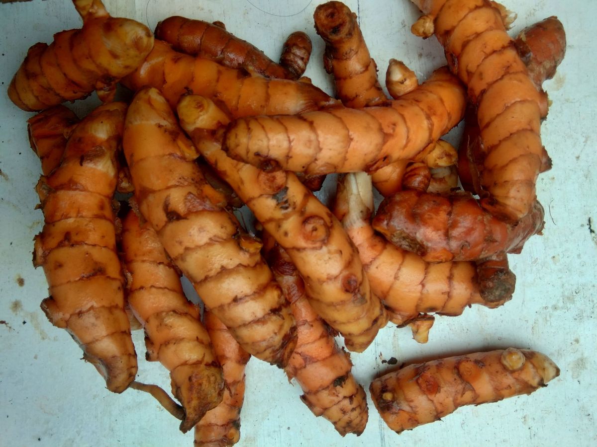 Harvest Direct Grade A Premium Fresh Fresh Turmeric - Medium (500g)