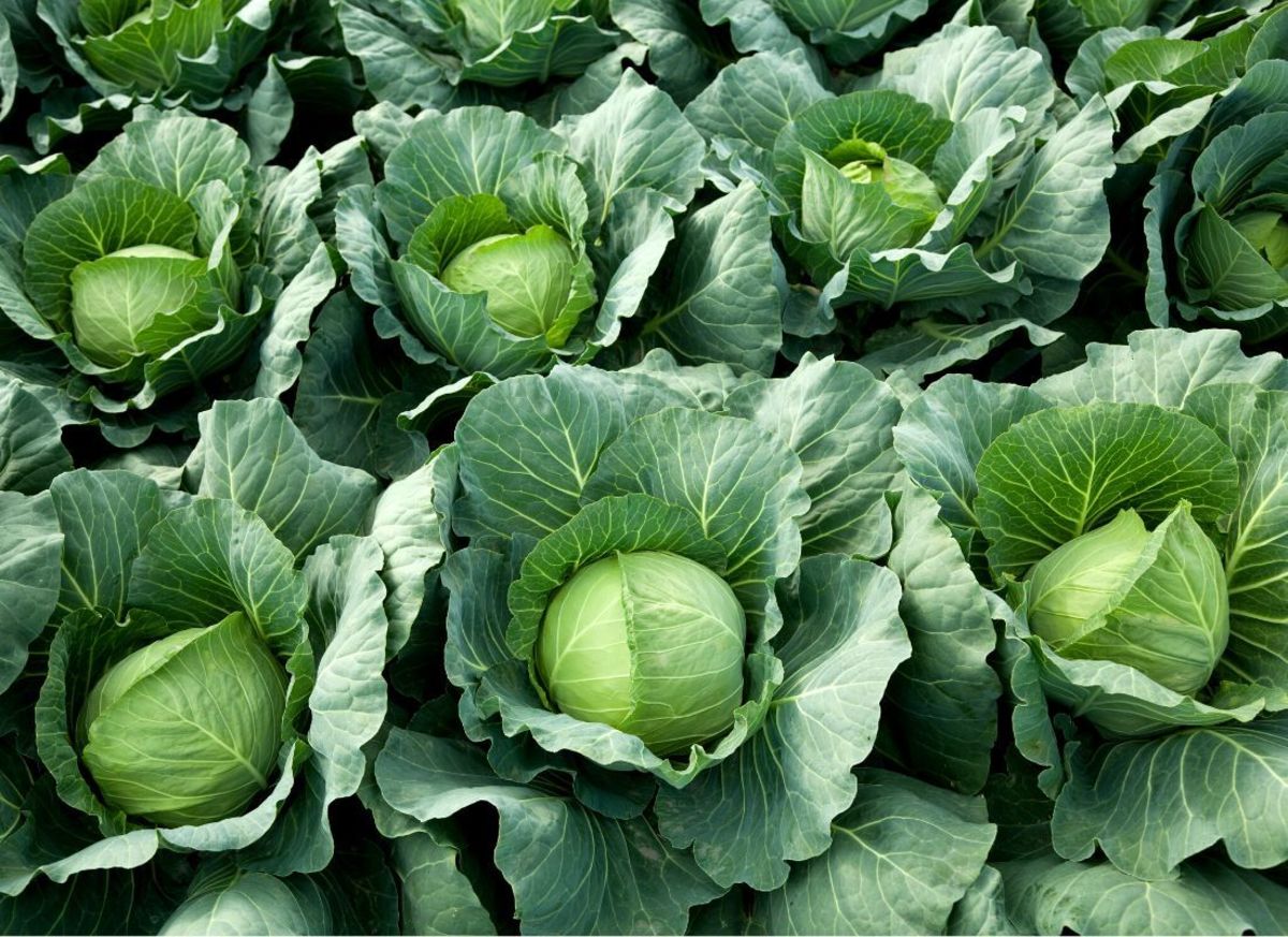 Grade A Premium Green Cabbage - Small (250g)