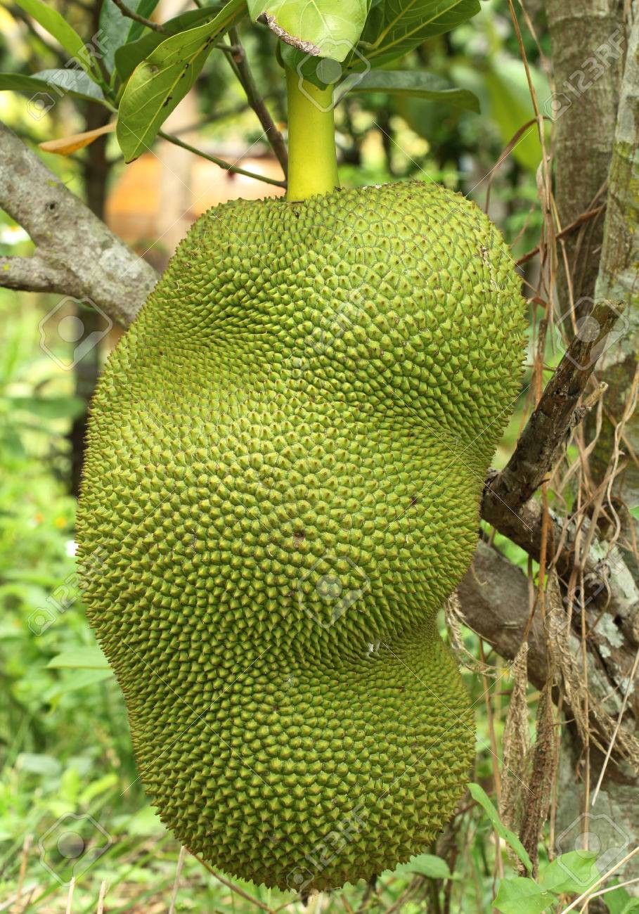 Harvest Direct Organic Fresh Fresh Jackfruit - Medium (500g)