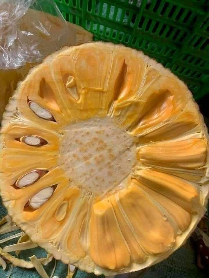 Premium Produce Grade A Farm Fresh Fresh Jackfruit - Medium (500g)