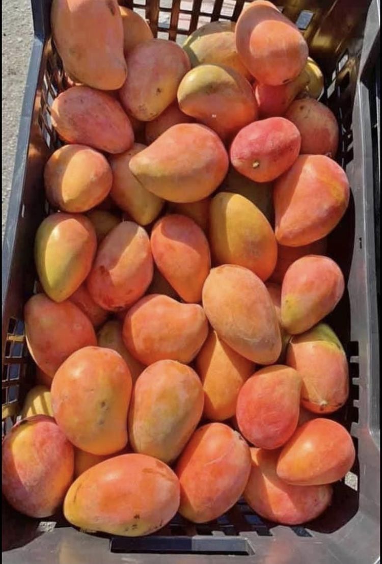 Harvest Direct Grade B Premium Fresh Mangoes - Large (1kg)