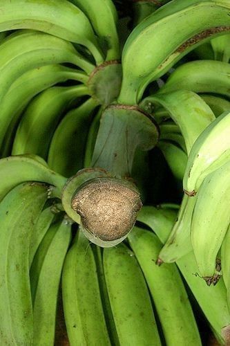 FarmMaster Organic Farm Fresh Fresh Bananas - Medium (500g)