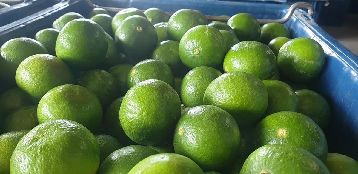 Harvest Direct Organic Premium Organic Fresh Lemons - Small (250g)