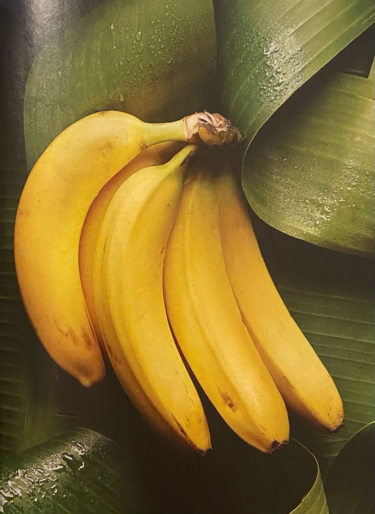 Organic Valley Grade A Premium Organic Fresh Bananas - Extra Large (2kg)