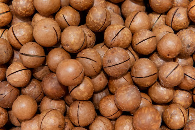 Harvest Direct Organic Premium Farm Fresh Raw Shea Nuts - Small (250g)