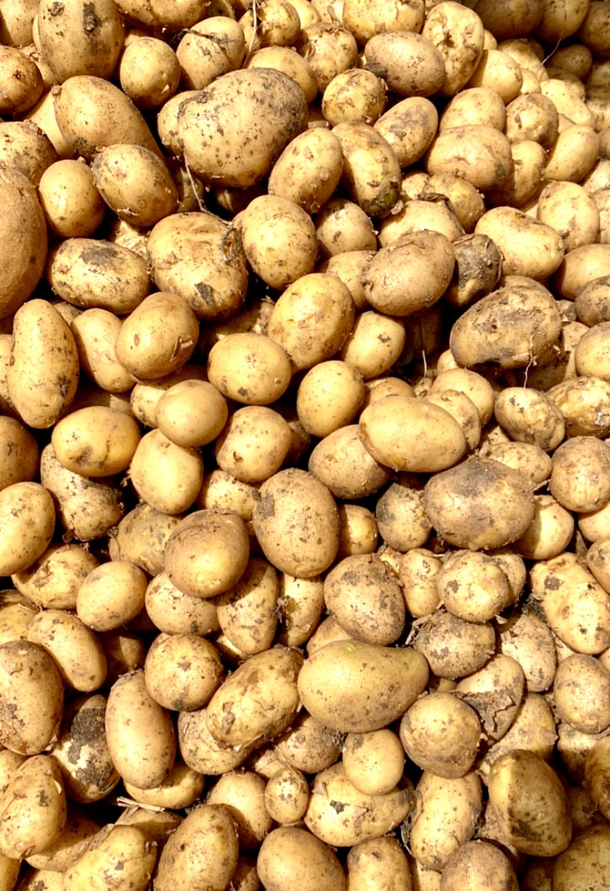 FarmMaster Grade A Dried Fresh Irish Potatoes - Large (1kg)