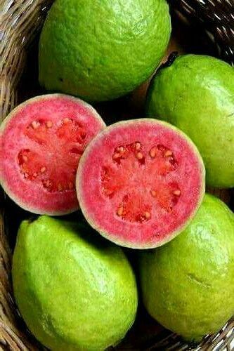 Harvest Direct Grade A Premium Fresh Fresh Guava - Medium (500g)