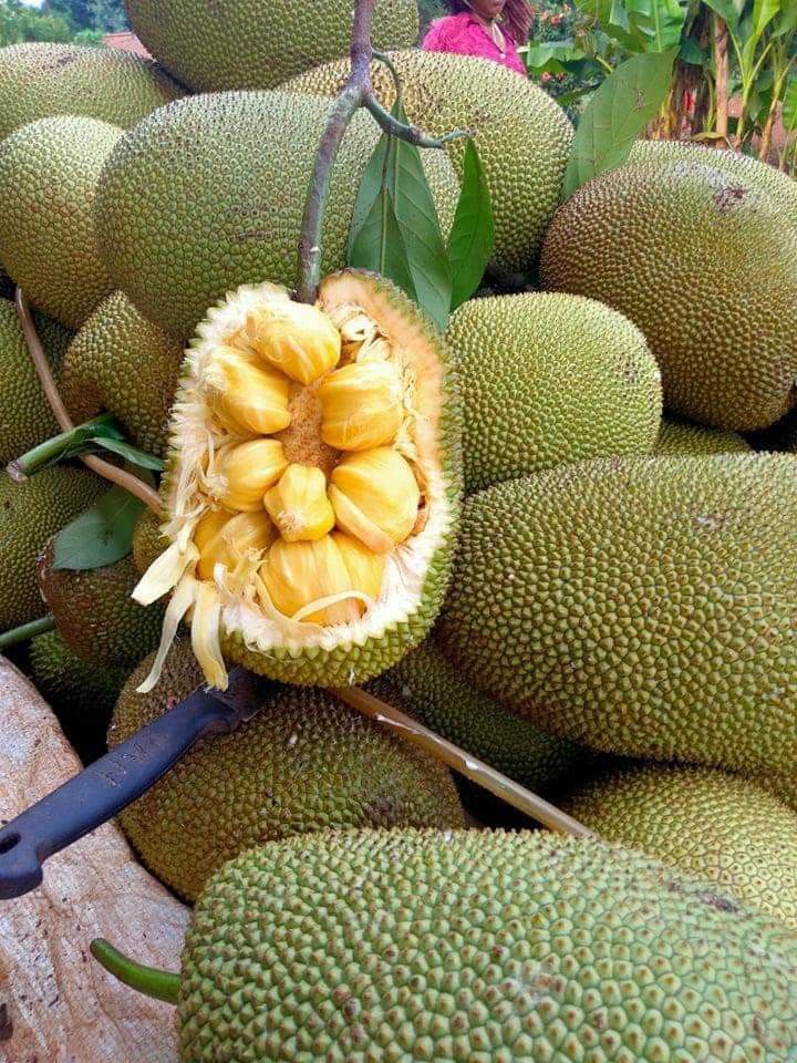 FarmMaster Organic Premium Fresh Jackfruit - Large (1kg)