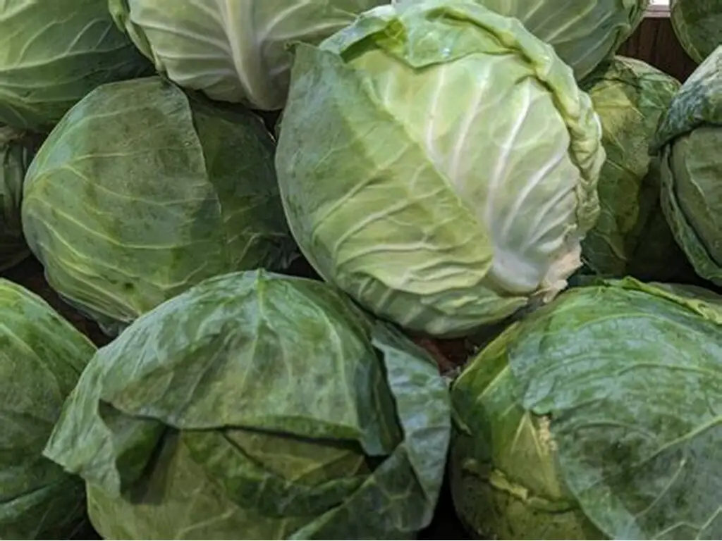 Harvest Direct Organic Premium Dried Green Cabbage - Medium (500g)