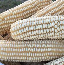 Grade A Premium Dried White Maize - Extra Large (10kg) - Sack