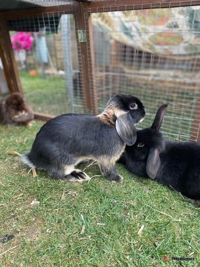 Premium Rabbits