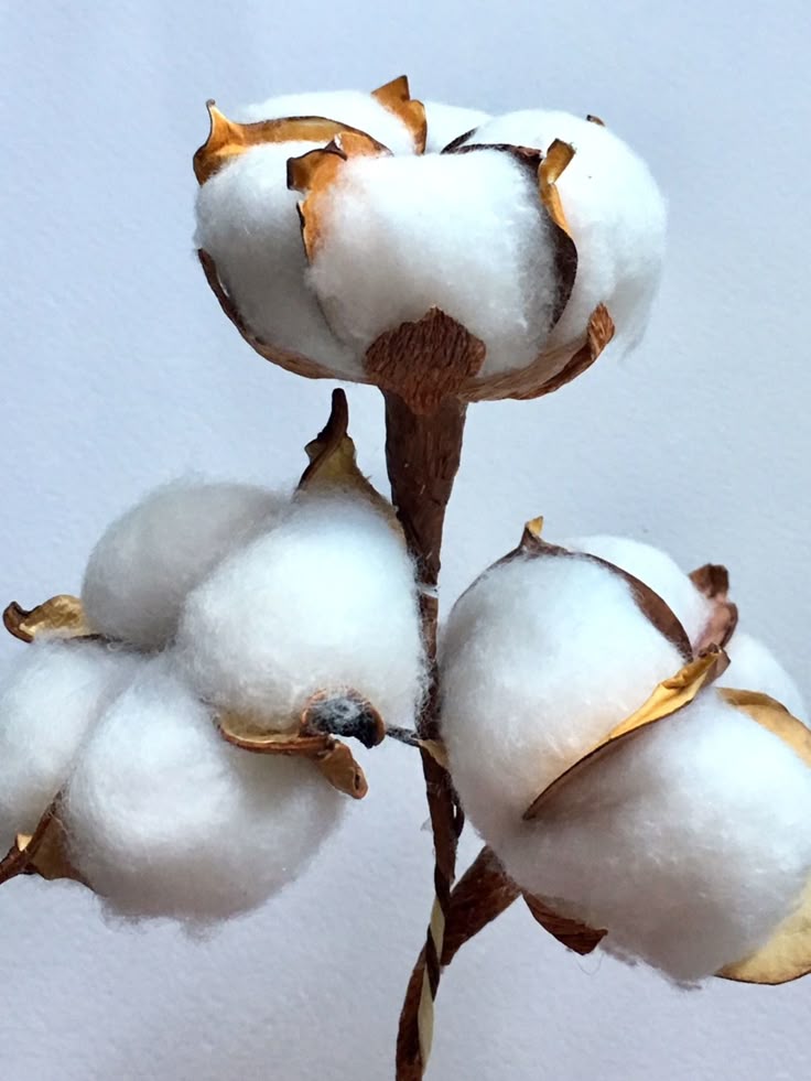 Cotton