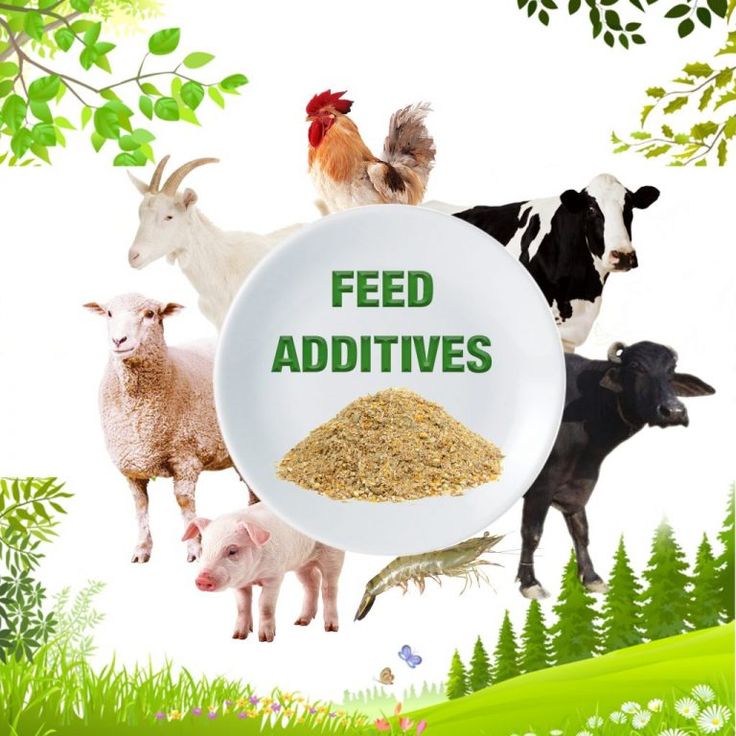 Premium Animal Feed