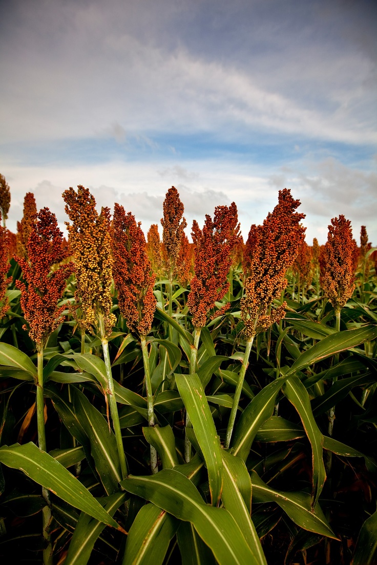 Sorghum Choice