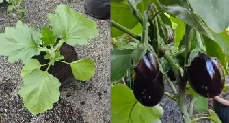 Premium Eggplant