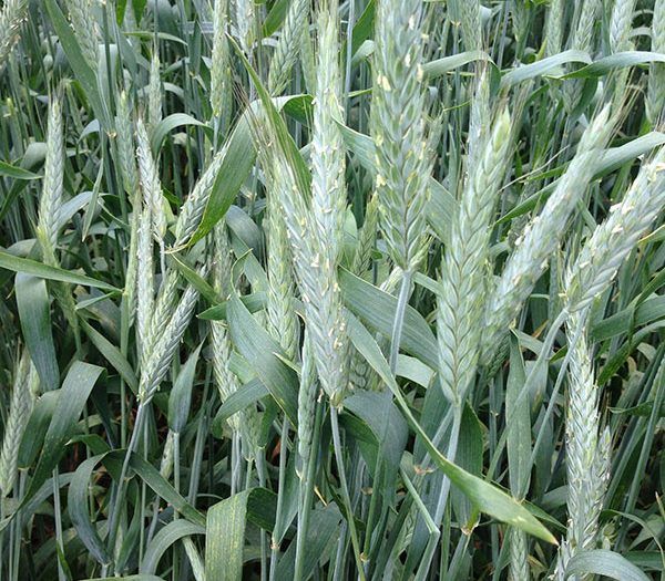 Frozen Triticale Species
