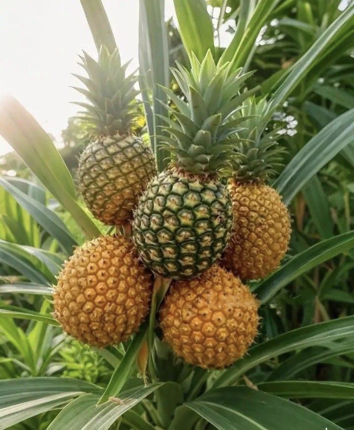 Pineapples - Dried 3
