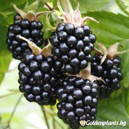 Blackberries Choice