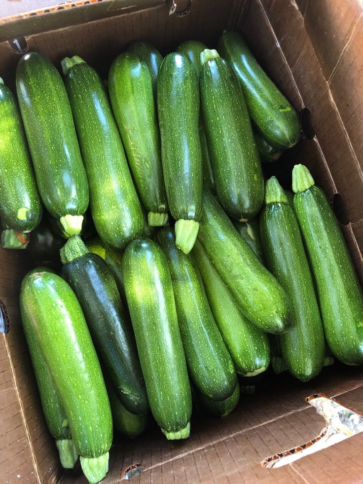 Premium Zucchini