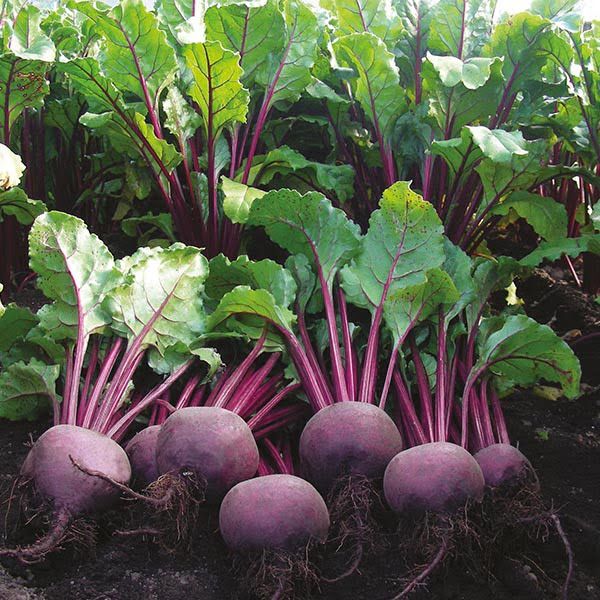 Premium Beets
