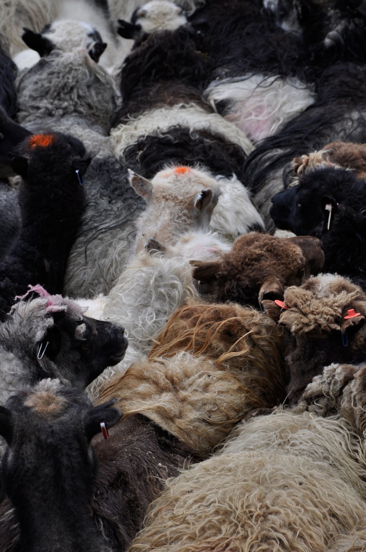 Frozen Sheep Species