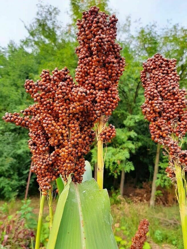 Premium Sorghum