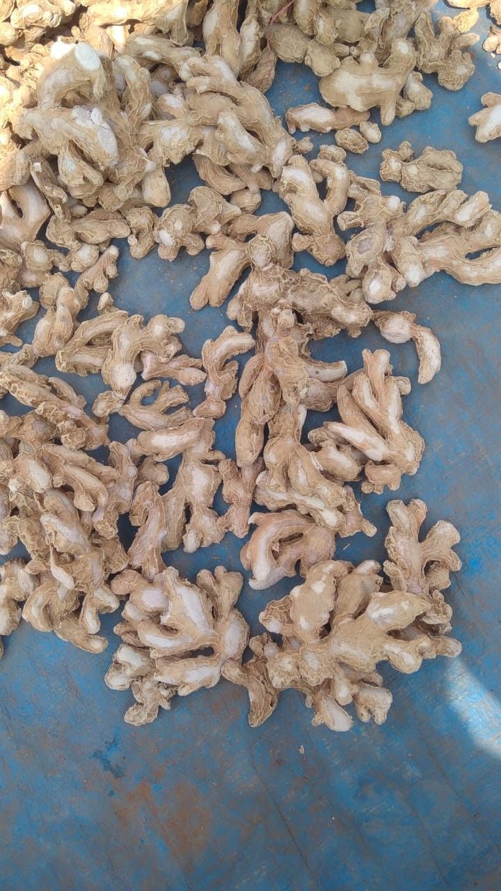 Frozen Ginger Species