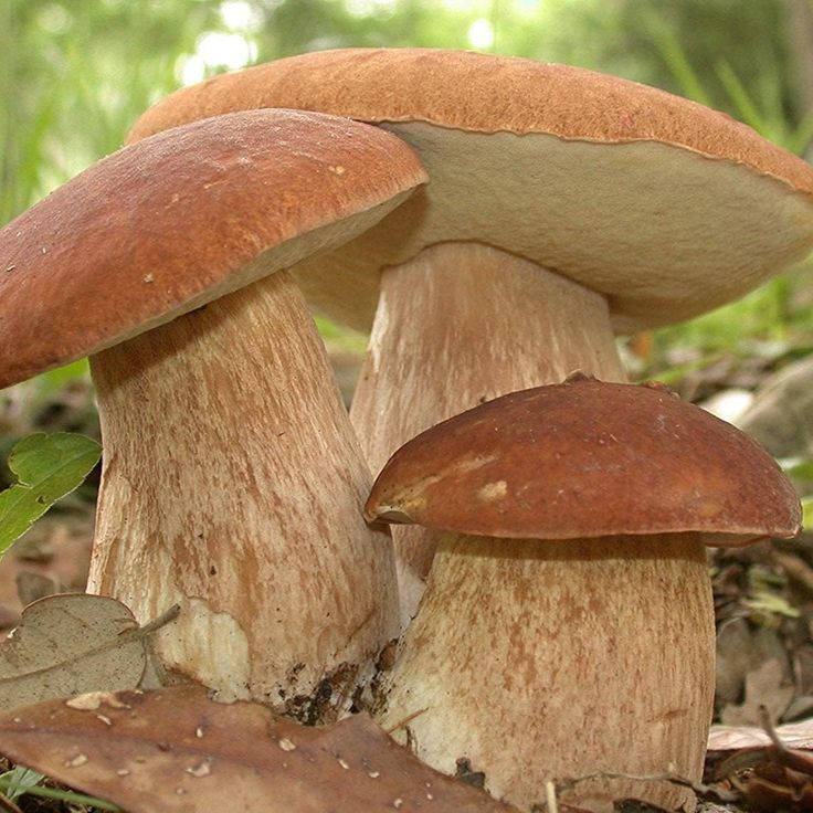 Premium Mushrooms