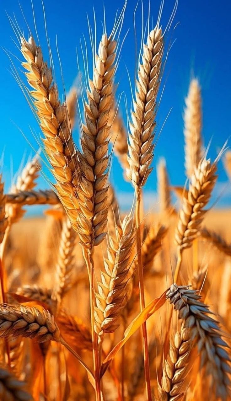 Frozen Wheat Species