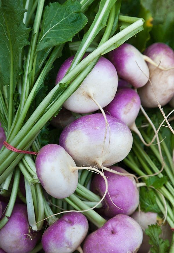 Frozen Turnips Species
