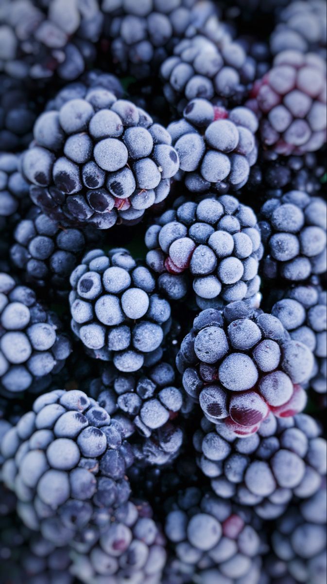 Frozen Blackberries Species