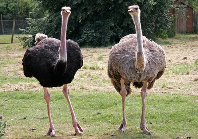 Premium Ostrich