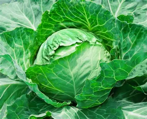 Cabbages