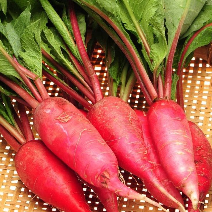 Frozen Radishes Species