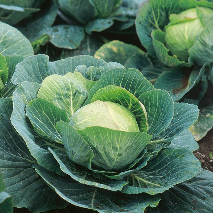 Premium Cabbage